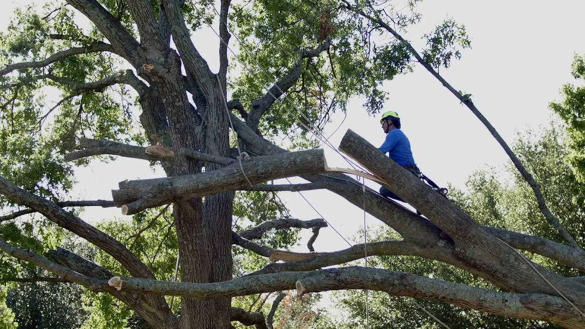 Professional Hazardous Tree Removal performed by certified arborists in Winterport