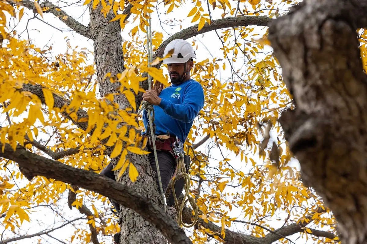 Skilled Tree Planting crew working in Winterport